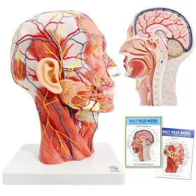 Evotech Scientific 712452145424 Human Half Head Superficial Neurovascular Model With Muscu