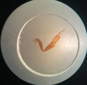 446-tbl-10 National Stereo Microscope #2