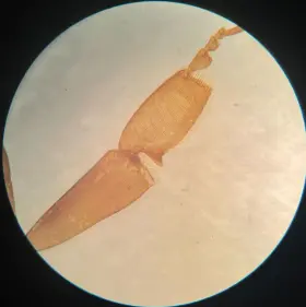 446-tbl-10 National Stereo Microscope #3