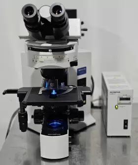 Bx51tf Olympus Bx51 Fluorescence Microscope