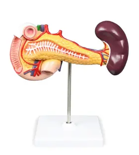 Vad423-n Vision Scientific Pancreas Duodenum And Spleen Model