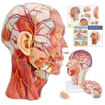 Evotech Scientific Human Half Head Superficial Neurovascular Musculature.... Fixed Price $133.36.