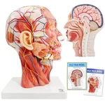 Evotech Human Half Head Superficial Neurovascular Model With Musculature, Lif.... Fixed Price $89.33.