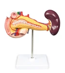 Vision Scientific VAD423-N Pancreas, Duodenum, & Spleen Model. Fixed Price $64.27.