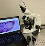 Labomed Cxl Binocular Clinical Laboratory Microscope. Fixed Price $925.00.